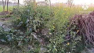 Brother-in-Law Fucks New Sister-in-Law Hard in Mustard Field - Outdoor Anal Sex with Indian Bhabhi