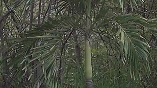 Last Yoga Class of the Year: My Teacher Fucks Me Outdoors in Lotus Blossom